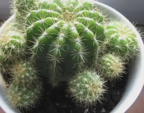 仙人球如何生根,仙人球生根技巧全解析