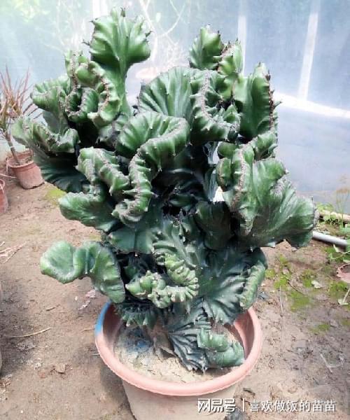 麒麟类植物有哪些,探寻神秘生物的绿色家园