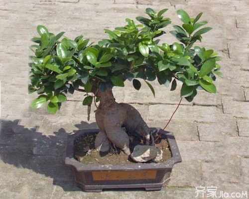 榕树嫁接后怎么保养,榕树嫁接后的养护攻略