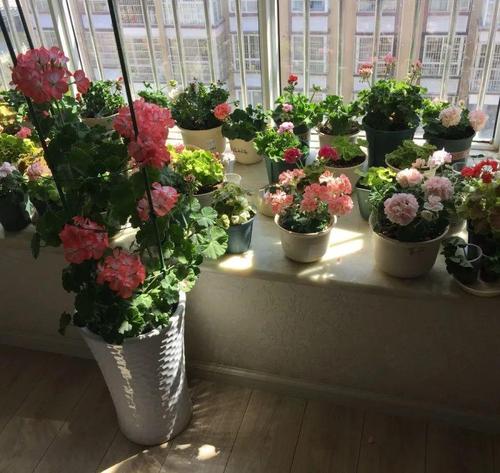 室内养花怎么通风