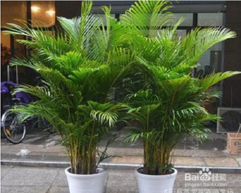 哪些小植物适合室内,打造清新宜居空间