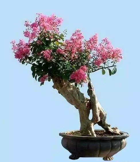 紫薇为什么没有文人盆景,文人盆景中的清雅之选