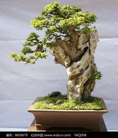 付石盆景怎么制作,传统与现代的完美融合