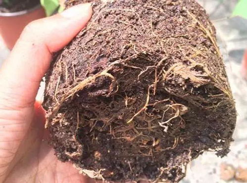 昙花需要施点什么肥料,揭秘昙花所需的理想肥料