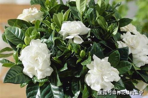 栀子花长花苞多久能开,从花苞到绽放的美丽蜕变