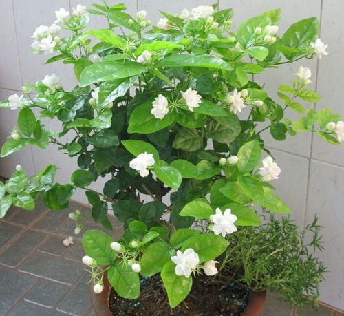 茉莉花什么时候剪枝,茉莉花修剪最佳时机全解析
