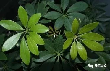 平安树移栽后多久恢复,平安树移栽后恢复周期解析