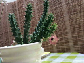 牛角棵是什么植物,牛角棵的奥秘与价值