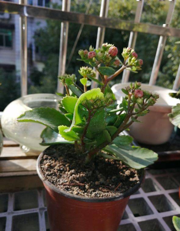 什么花可以招财进宝,揭秘哪些花卉助力财运亨通