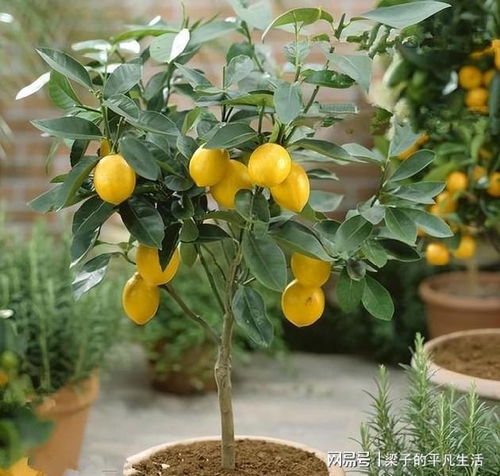 盆栽柠檬树怎么养,打造家居清新绿意