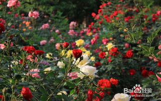 春天适合种什么花,春季花卉种植指南
