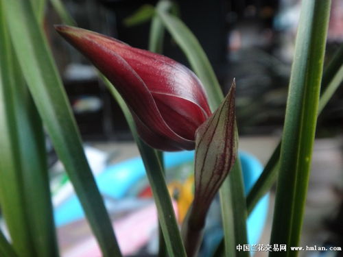 兰花黑色花苞开什么花,兰花惊艳花色揭秘