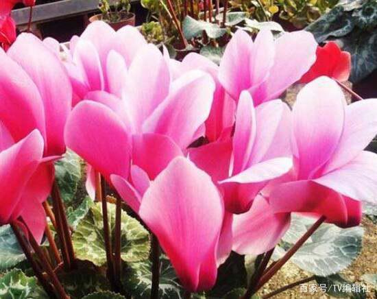 仙客来象征什么,寓意美好与祝福的花语象征
