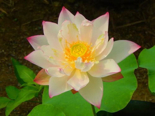 荷花有哪些品种,千姿百态
