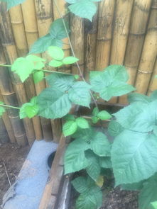 过路藤长什么样子,神秘植物的生长特征与传说