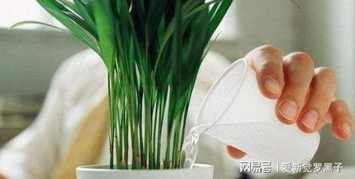 什么时间浇花最合适,科学养护，让花卉绽放生机”