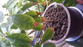 茉莉花为什么叶子干,茉莉花叶子干枯成因解析