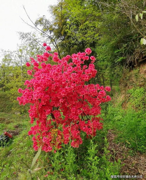 映山红怎么种植的好呢图片,种植指南与图片解析
