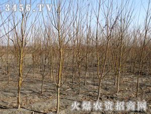 山桃稠李嫁接什么,培育新优品种的奇妙之旅