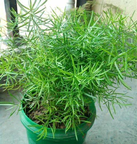天门冬盆栽如何养护,打造健康绿意盎然的家居植物