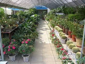 如何种植花卉,从选种到养护的实用指南