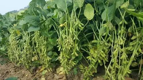 沧州黄豆什么时候种,沧州黄豆种植最佳时节解析