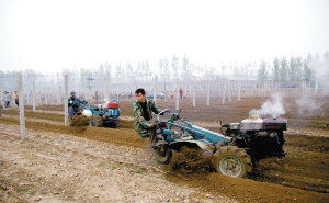 冬天吐葡萄秧怎么埋