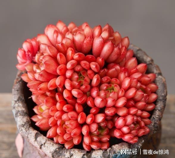 红宝石多少盆,从单株到繁茂丛生