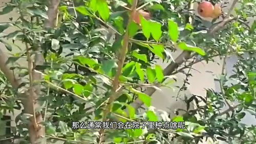 秋冬适合载什么树,这些树木成为风景线