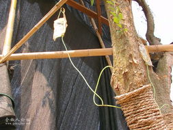 如何给树木挂水,创新挂水技术助力绿色生态建设