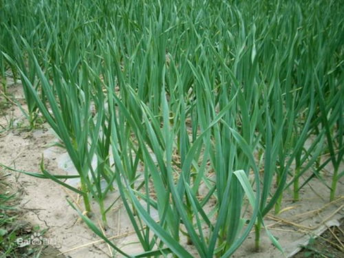 土栽大蒜怎么种,土栽大蒜种植技巧全解析