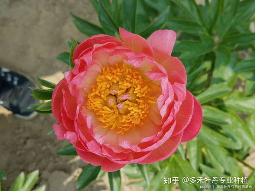 切花芍药花怎么养护,绽放美丽，延长花期