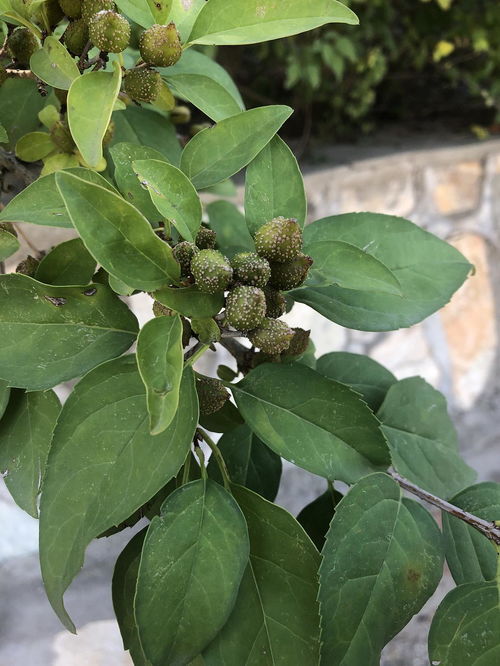 探春花和迎春怎么分辨
