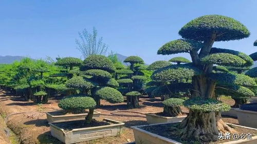 秋冬适合载什么树,这些树木成为风景线