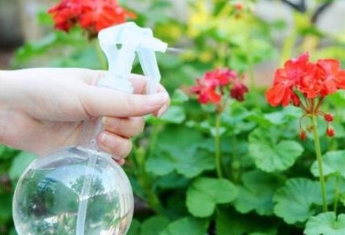 养花用什么水,揭秘植物生长的最佳水源选择