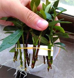 栀子花怎么扦插,轻松繁殖,花开满园