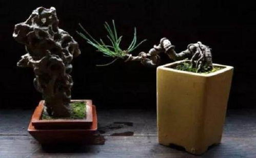 盆景为什么用铁丝