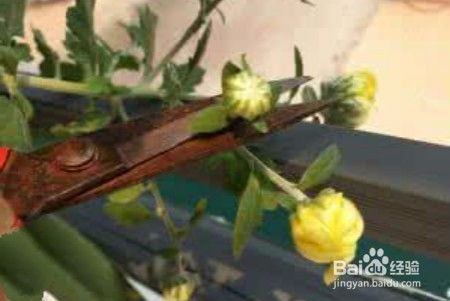 菊花怎么修剪,菊花修剪技巧全解析