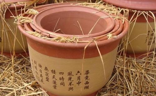 砂盆透气性如何,揭秘植物生长的“呼吸”奥秘