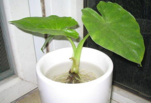 植物什么观音有毒,探究植物观音有毒成分及其生成机制