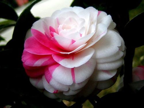 山茶花什么地开