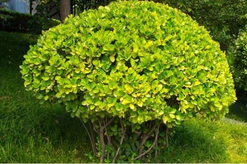 冬青花束怎么养