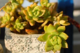姬胧月有什么作用,神奇植物的多重功效与养护技巧