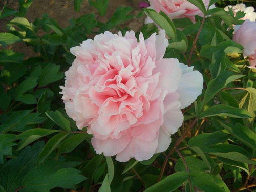 牡丹花是什么颜色,牡丹花色彩之美