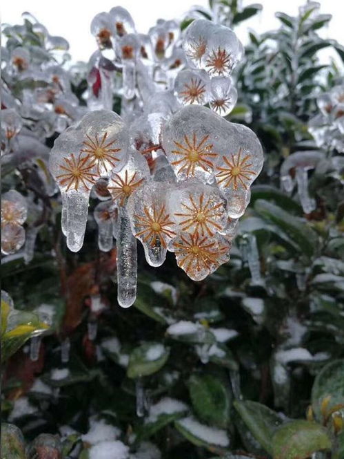 花冻了什么样子,冻结时光中的花之姿态
