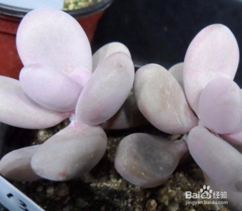 桃美人怎么养肥,轻松养出丰满圆润的美丽植株