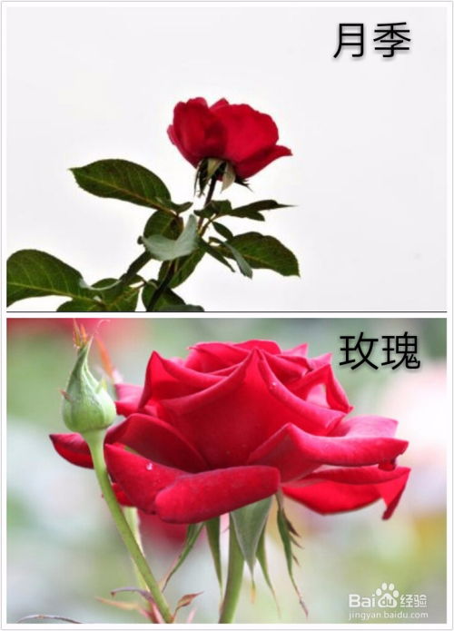 月季和玫瑰有什么区别,细辨花中姐妹,探寻品种差异