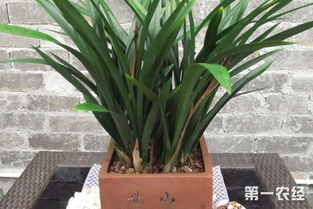 墨兰叶子裂开怎么处理,应急处理与养护指南