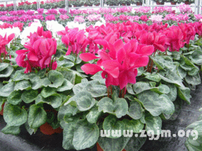 仙客来象征什么,寓意美好与祝福的花语象征