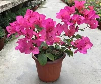梅花快开花时候怎么浇水,梅花盛开前浇水技巧